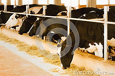 Dairy cows in a feedlot called â€œcompost barnâ€. The system aims to improve the comfort and well-being of the animals and to Editorial Stock Photo